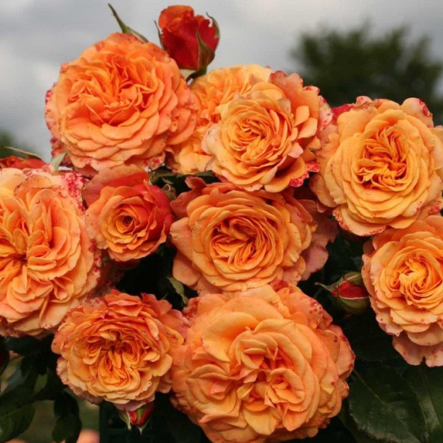 Фото 3. Роза 