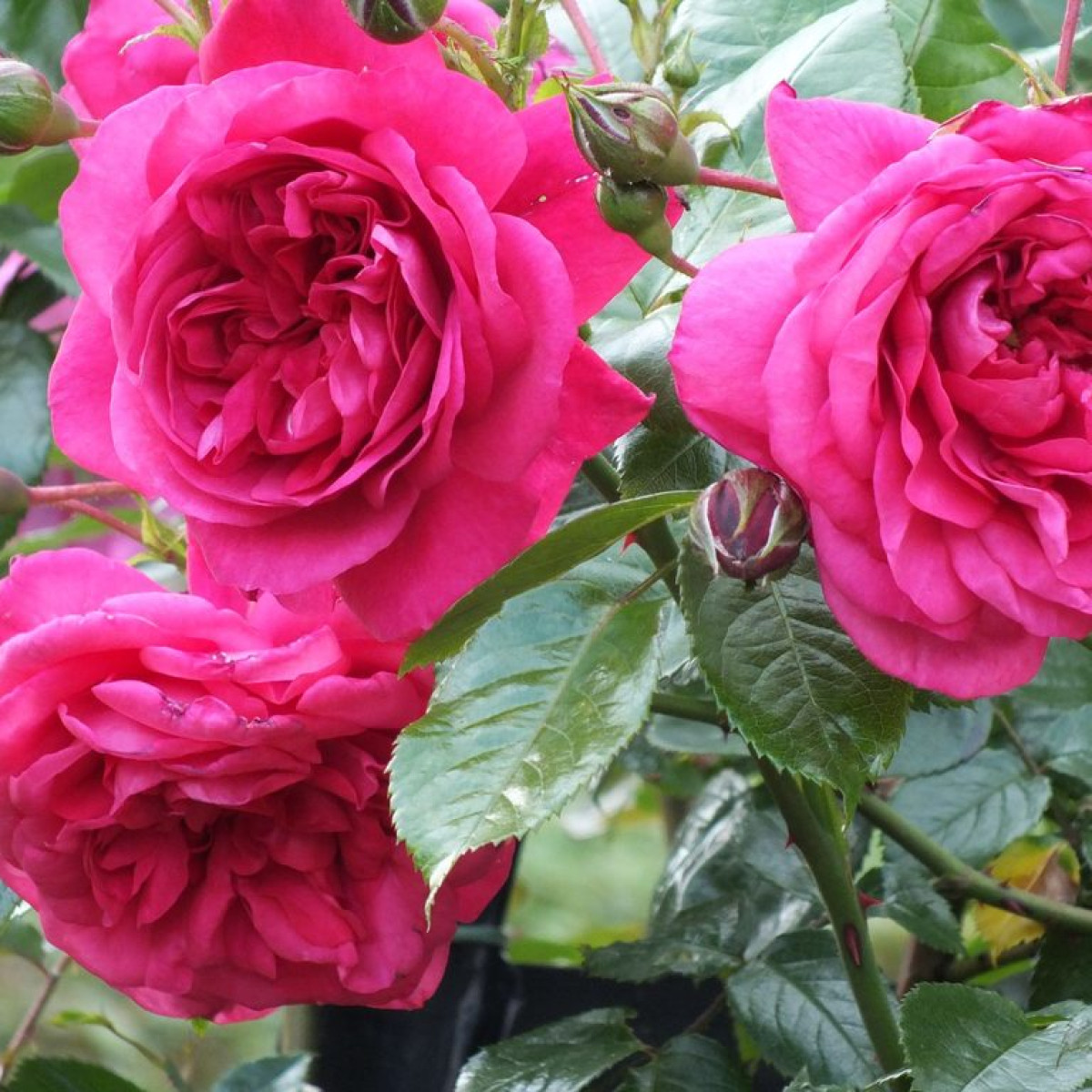 Роза Laguna в каталоге СЦ Корекозево