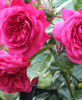 Роза Laguna в каталоге СЦ Корекозево