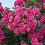 Миниатюра 3. Роза 