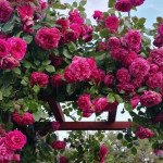 Миниатюра 4. Роза 