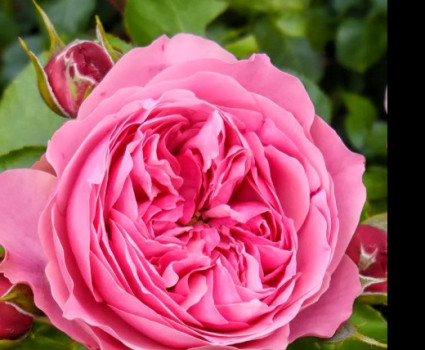 Роза Leonardo da Vinci в каталоге СЦ Корекозево