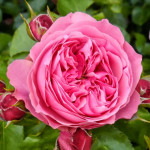 Миниатюра 1. Роза 