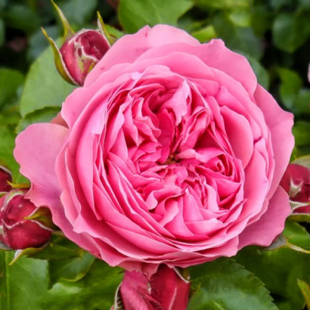 Фото 1. Роза 