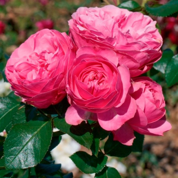 Фото 4. Роза 