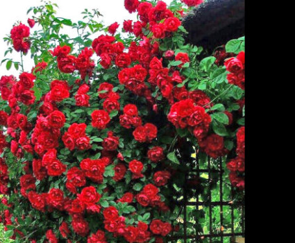 Роза Lev Tolstoi в каталоге СЦ Корекозево