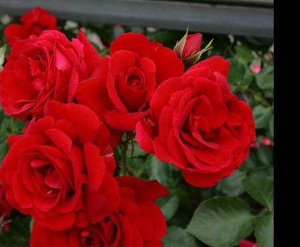 Роза Lev Tolstoi в каталоге СЦ Корекозево