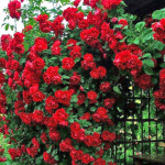 Миниатюра 2. Роза 