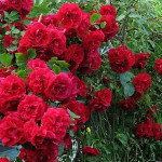 Миниатюра 3. Роза 