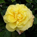 Миниатюра 1. Роза 