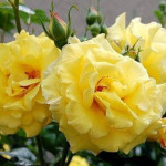 Миниатюра 4. Роза 