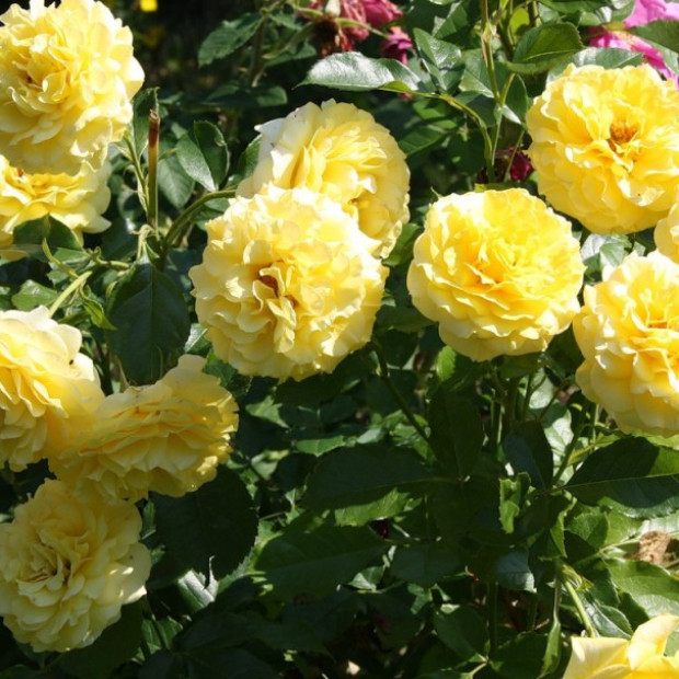 Фото 3. Роза 