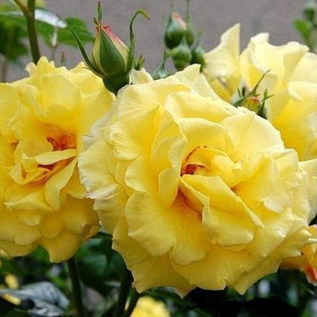 Фото 4. Роза 