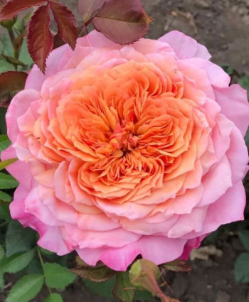 Роза Miyabi в каталоге СЦ Корекозево