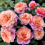 Миниатюра 3. Роза 