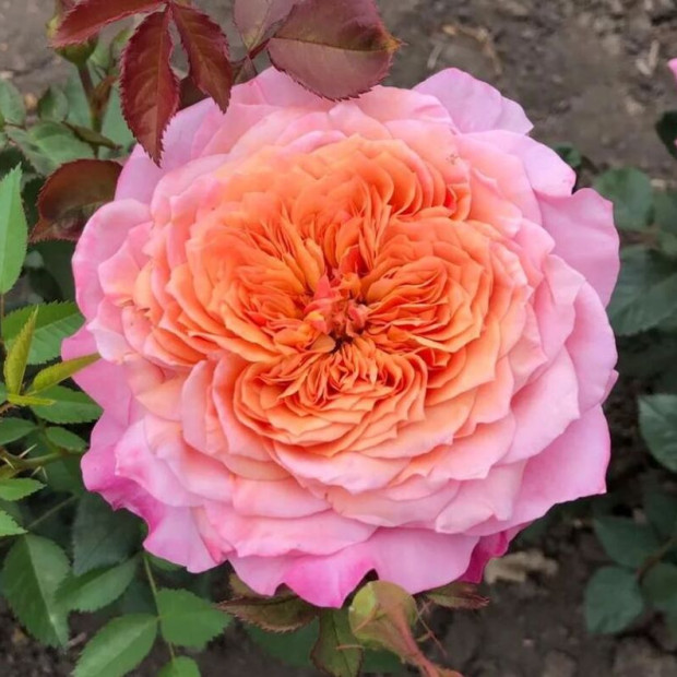 Фото 1. Роза 