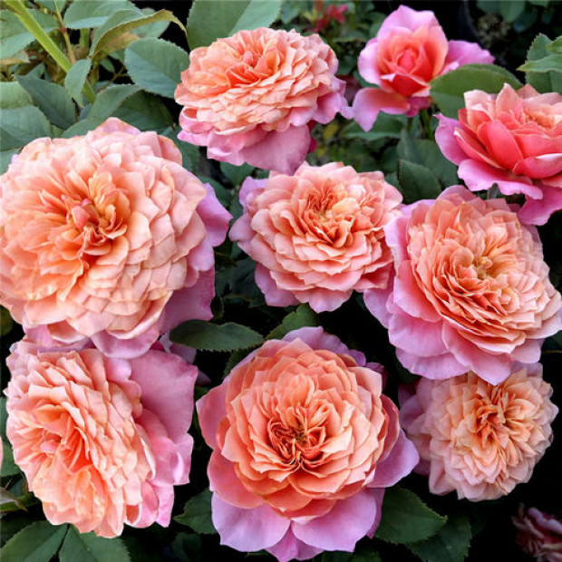 Фото 3. Роза 