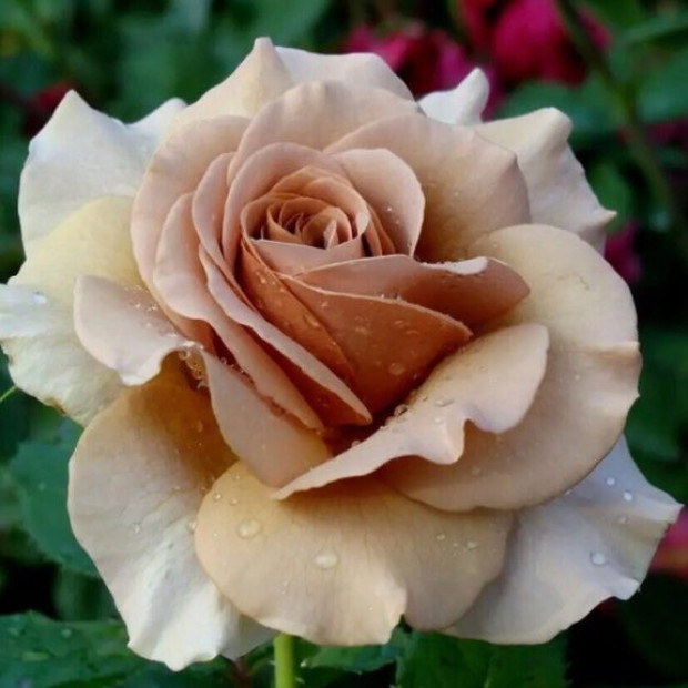 Фото 1. роза 