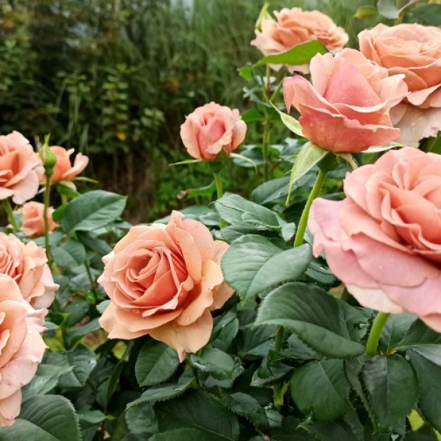 Фото 4. роза 