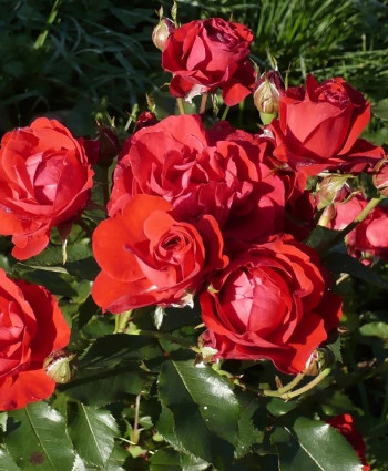 Роза Nina Weibull в каталоге СЦ Корекозево