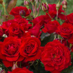 Миниатюра 3. Роза 