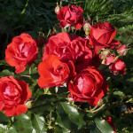 Миниатюра 1. Роза 