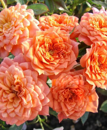 Роза Ninetta в каталоге СЦ Корекозево