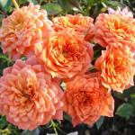 Миниатюра 1. Роза 