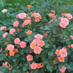 Миниатюра 2. Роза 