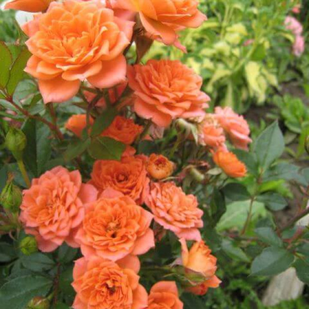 Фото 4. Роза 