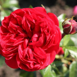 Миниатюра 1. Роза 