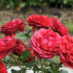 Миниатюра 3. Роза 