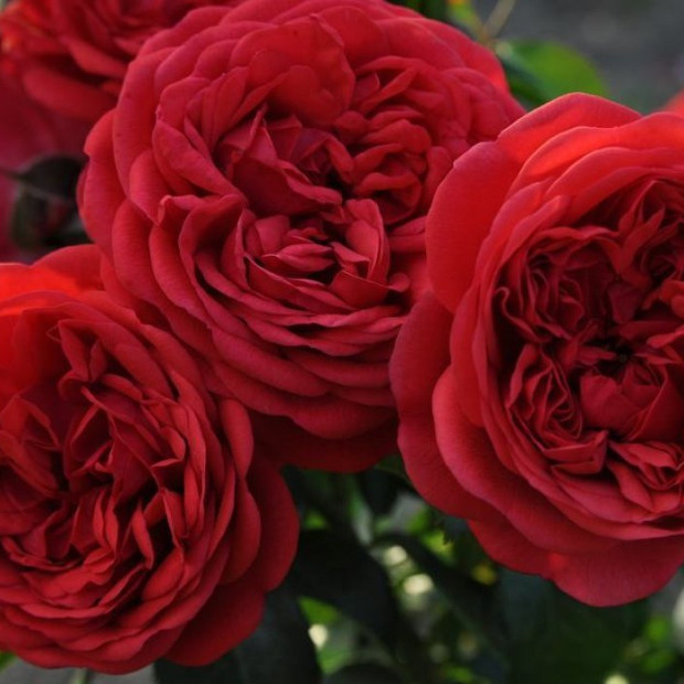 Фото 2. Роза 