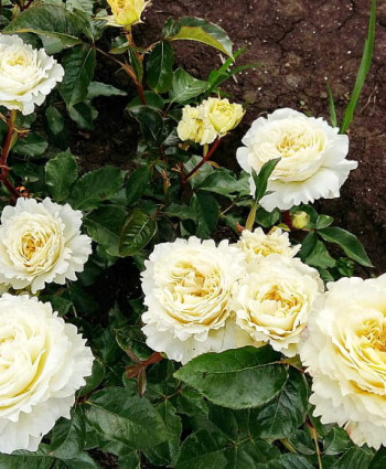 Роза Patience в каталоге СЦ Корекозево