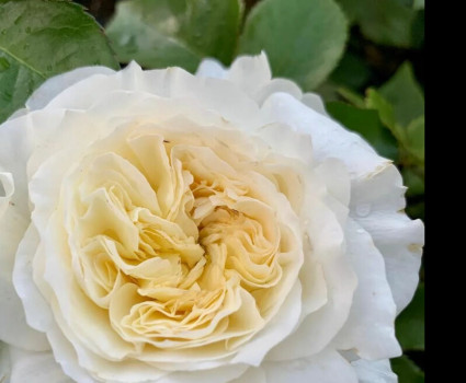 Роза Patience в каталоге СЦ Корекозево