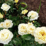 Миниатюра 1. Роза 