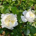 Миниатюра 2. Роза 