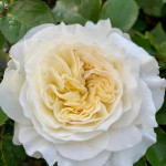 Миниатюра 3. Роза 