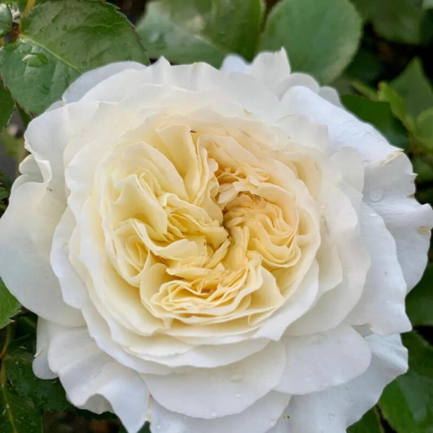 Фото 3. Роза 