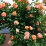 Миниатюра 4. Роза 