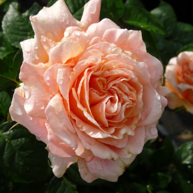 Фото 1. Роза 