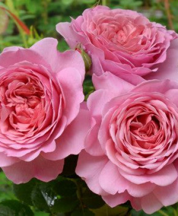 Роза Princess Alexandra of Kent в каталоге СЦ Корекозево