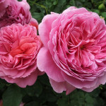 Миниатюра 1. Роза 