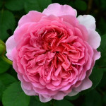 Миниатюра 2. Роза 