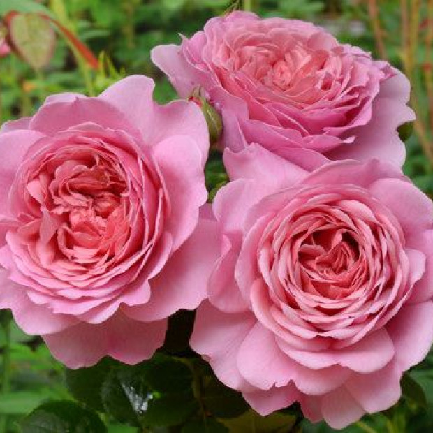 Фото 3. Роза 