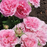 Миниатюра 2. Роза 