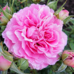 Миниатюра 4. Роза 