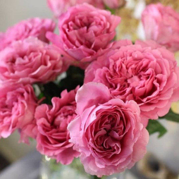 Фото 1. Роза 