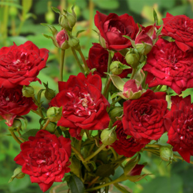 Фото 1. Роза 