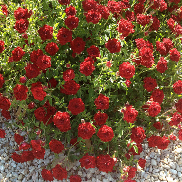 Фото 3. Роза 